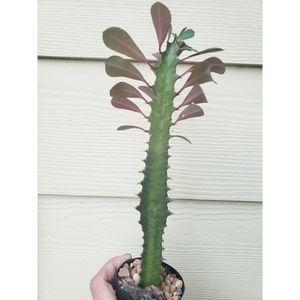 Eupgorbia trigona Rubra African Milk